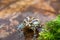 Green frog sitting in water