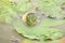 Green frog sitting on waterlily in pond