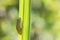 Green Frog on Slender Green Reed