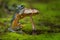 Green frog standing and holding a mushroom