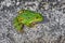 Green frog on a stone at a pond waiting for production.