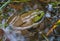 Green frog in swamp water pond wild amphibian