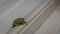 Green Frog on tan metal roof II