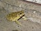 A green frog toad sitting in the yard.