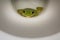 Green frog in the toilet