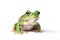 Green Frog Transparent Isolated Amphibian, AI