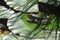 green frog on the water lilly leaf