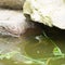 Green frog in water under rocks