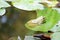 Green frog on the waterlily leaf in the pond closeup