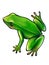 Green frog on white background