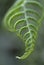 Green frond of fern unfurling, India.