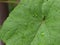 Green frond grape - raindrop