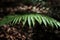 Green fronds of fern illuminated with sun in dark forest selective focus