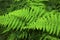 Green fronds of hayscented fern, Belding Preserve, Vernon, Connecticut.