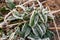 green frost leaves covered with frost