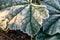 green frost leaves covered with frost