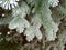 Green frost spruce, super hoar space needle. Snowing green tree branches