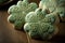 Green frosted shamrock sugar cookies for St. Patrick\\\'s Day