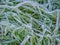 Green frozen grass in hoarfrost. Natural autumn background, wallpaper