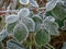 Green frozen leaves in hoarfrost. Natural autumn wallpaper, interior photo