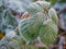 Green frozen leaves in hoarfrost. Natural wallpaper, interior photo