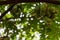 The green fruit of Bilimbi, Bilimbing, Cucumber tree, Tree sorrel (Averrhoa bilimbi