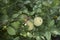 Green fruit of Chaenomeles speciosa shrub