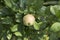 Green fruit of Chaenomeles speciosa shrub