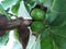 Green fruit ficus lyrata moraceae