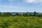 green fruit field and blue cloudy sky summer background agricultural scene