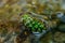 Green fruit floating in a stream