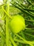 Green Fruit with leaf beautiful greenary