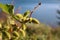 Green fruit and leaves of \\\'Xanthium strumarium\\\' (rough cocklebur)