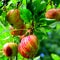 Green fruit madness. Small apples in an apple tree in orchard, in early sum