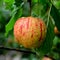 Green fruit madness. Small apples in an apple tree in orchard, in early sum