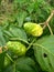 The green of fruit Morinda citrifolia