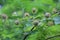 Green fruit of Scarletfruit passionflower, Stinking passionflower Passiflora foetida
