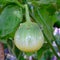 Green fruit of a thorn apple Solanum incanum