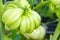 Green fruit of an unripe tomato beefsteak on bush