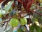 Green fruits of Bellyache bush plant, Jatropha gossypifolia