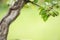 Green fruits at a bonsai apple tree