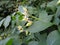 Green fruits of Colchis bladdernut