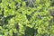 Green fruits of an elm stocky Ulmus pumila L., background