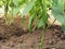 Green fruits of hot pepper. Agriculture