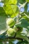 Green fruits of immature apples on the branch of tree