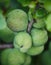 Green fruits of japanese quince garland on branches of a bush