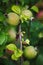 Green fruits of japanese quince garland on branches of a bush