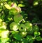 Green fruits of japanese quince garland on branches of a bush