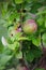 Green fruits of japanese quince garland on branches of a bush