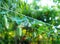 Green fruits and leaves of creeping ivy gourd, Coccinia Grandis, Cucurbitaceae